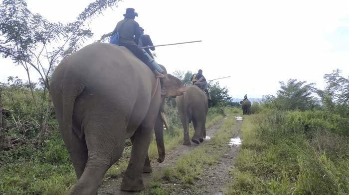 Puluhan Gajah Liar Mulai Menjauh dari Perkampungan Warga Setelah Dihalau 3 Ekor Gajah Jinak