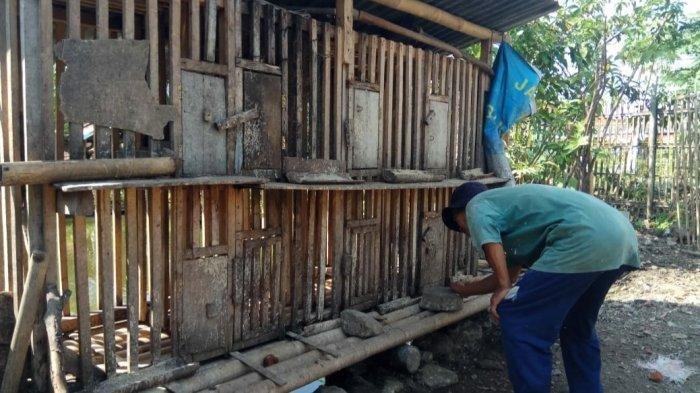 Ratusan Ayam di Tasikmalaya Hilang, Warga Heran Tak Mendengar Suara Binatang Ternak Itu Berkokok