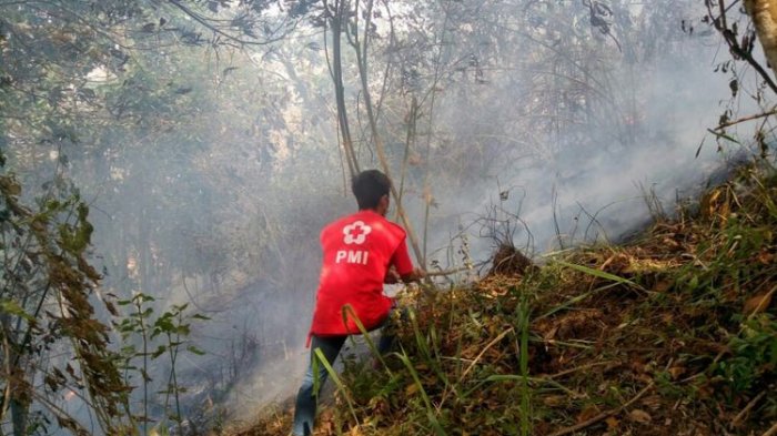 Terbakarnya 10 Hektar Lahan Hutan di Lereng Gunung Merbabu Diduga akibat Ulah Manusia