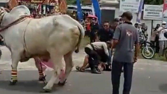 Sapi yang Ditunggangi Mengamuk, Anggota DPRD Sleman Terpelanting ke Aspal, Langsung Jalani CT Scan