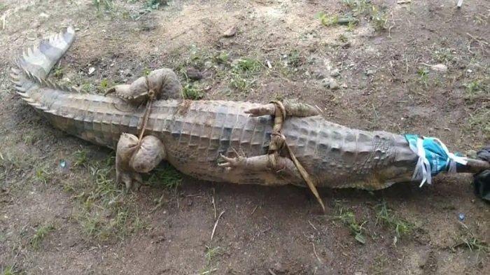 Buaya Empat Meter Kejutkan Warga Penjaringan, Kerap Menampakkan Diri Sore dan Petang
