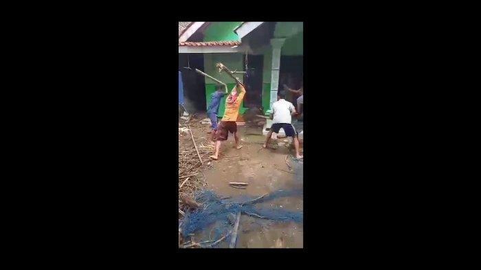 VIRAL, Babi dari Hutan Masuk Kebun Warga di Majalengka, Dipukuli Hingga Mati