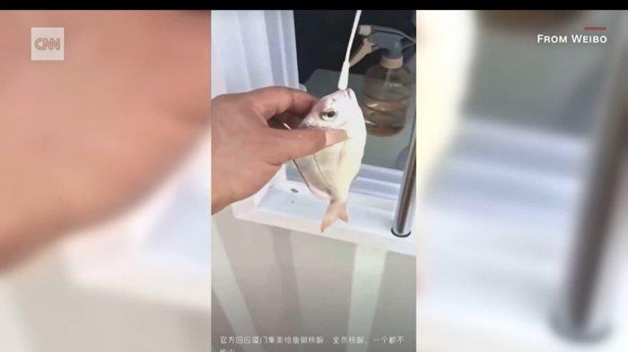 China Lakukan Tes Covid pada Tangkapan Nelayan, Video Petugas Tempel Kapas ke Mulut Ikan Jadi Viral
