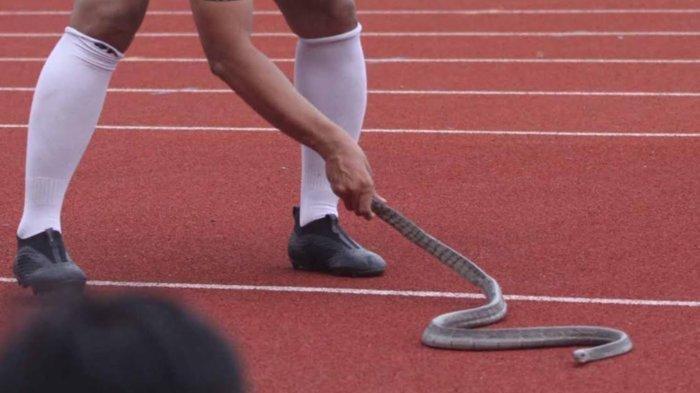 Ular Muncul di Stadion Gelora Joko Samudro Gresik, Pertandingan Terhenti, Pemain dan Official Panik
