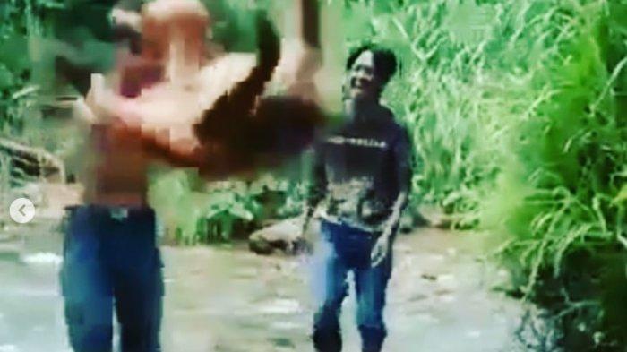 Viral Video Pemuda Siksa Satwa Langka Simpai, Ini Tanggapan BKSDA Sumbar