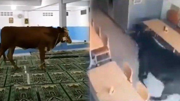 5 Video Viral Kaburnya Hewan Kurban Idul Adha, dari Masuk Masjid hingga Naik Atap Rumah