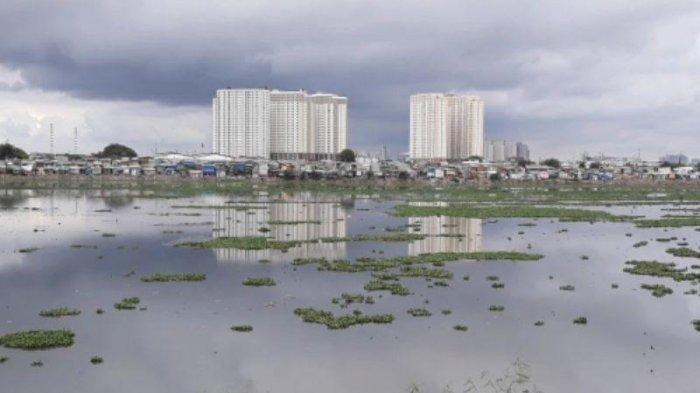 Dangkalnya Air di Waduk Pluit Menyulitkan Petugas Bersihkan Tanaman Eceng Gondok