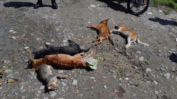 Puluhan Hewan Peliharaan Warga Mati Mendadak di Mimika Papua