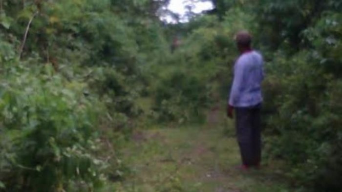 Tukiya Tewas Diserang Gajah, Waspadai Wilayah Giam Siak Kecil hingga Balai Raja