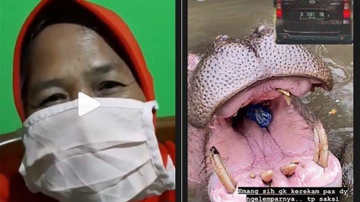 VIDEO Pengakuan Pelaku yang Lempar Sampah ke Mulut Kudanil di Taman Safari