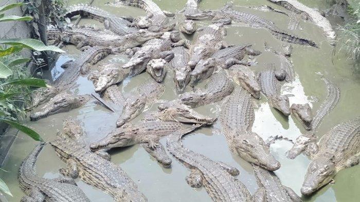 buaya-dipelihara-warga.jpg