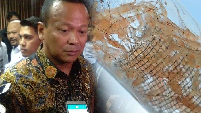 edhy-prabowo-benur-ekspor-benih-lobster-bibit-lobster.jpg