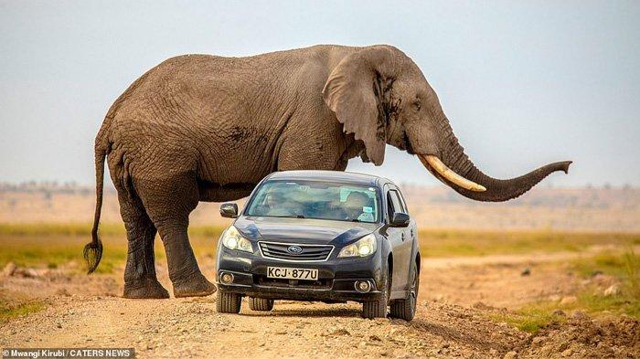 Gajah mulai mendekati mobil dan pindah ke jalur tanah di Taman Nasional Amboseli, Kenya, sebelum berbelok untuk mengejar mobil sedan di depan. (MWANGI KIRUBI/CATERNEWS VIA DAILY MAIL)