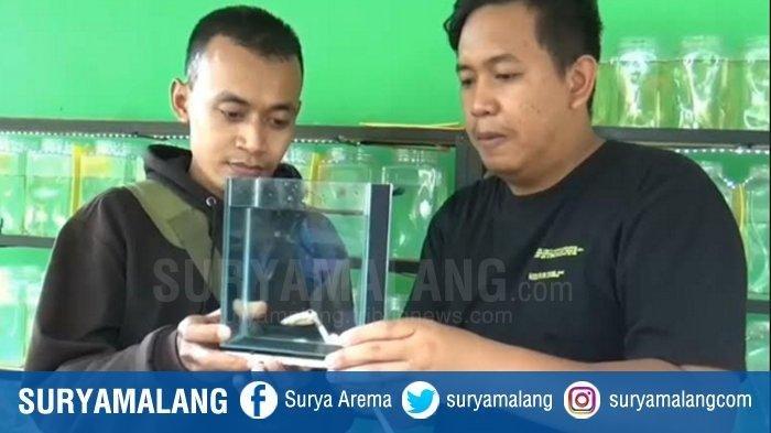 ikan-cupang-jenis-super-gold-ditukar-dengan-emas-batangan.jpg