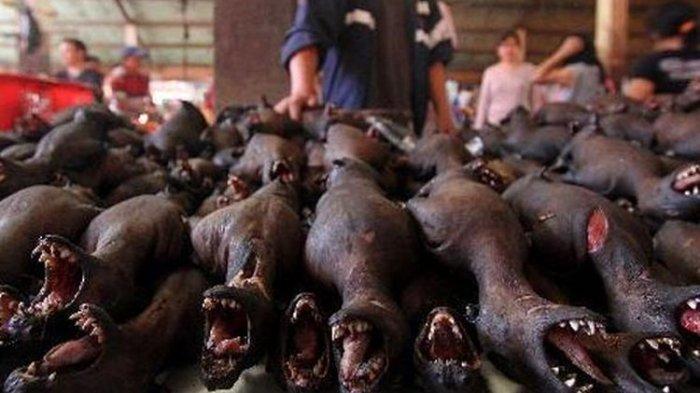 FOTO HANYA ILUSTRASI --- Pedagang di Pasar Tomohon, Sulawesi Utara, menggelar paniki (kelelawar) untuk dijual pada pembeli, Sabtu (9/3/2013). Pasar Tomohon banyak disebut warga sebagai pasar ekstrem karena menjual binatang-binatang yang tak lazim dikonsumsi seperti kelelawar, tikus, ular, anjing, sampai kucing.(TRIBUNNEWS / DANY PERMANA)