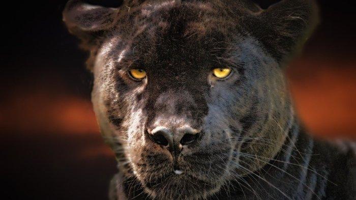 macan-kumbang-1.jpg