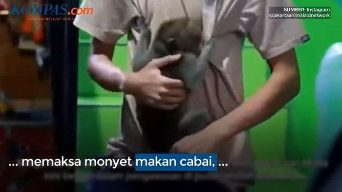 Rian Youtuber yang siksa monyet