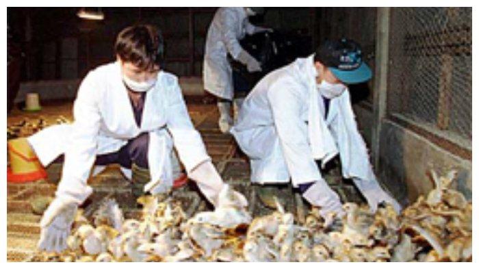 Petugas menangkap ayam-ayam yang akan dimusnahkan