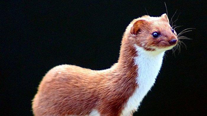 seekor-mink-atau-cerpelai-564674.jpg