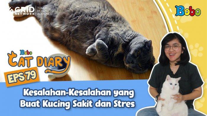 tvri-diary-kucing-kesalahan-kesalahan-pemilik-kucing-yang-buat-kucing-sakit-dan-stres.jpg