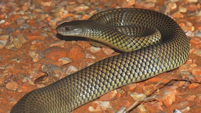 ilustrasi ular cobra