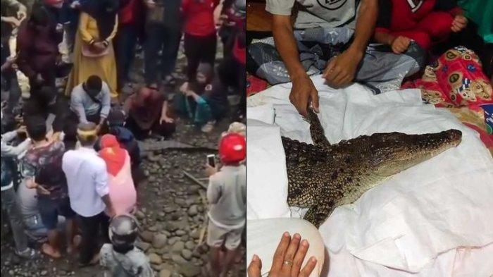 viral-buaya-diduga-jadi-jadian-ditangkap-warga.jpg