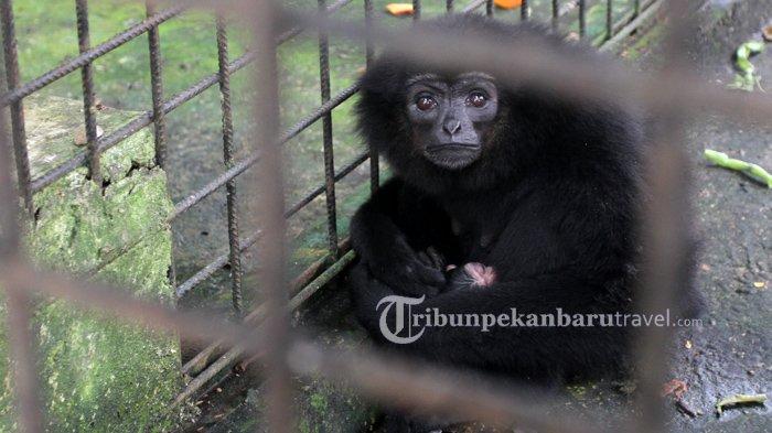 Seekor owa ungko (Hylobates agilis) yang diberi nama Sirin menggendong anak yang baru dilahirkannya di Kandang Transit Balai Besar Konservasi Sumber Daya Alam Riau
