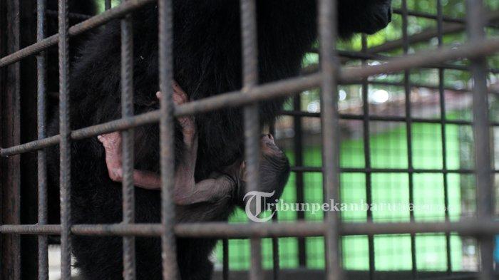 Seekor owa ungko (Hylobates agilis) yang diberi nama Sirin menggendong anak yang baru dilahirkannya di Kandang Transit Balai Besar Konservasi Sumber Daya Alam Riau