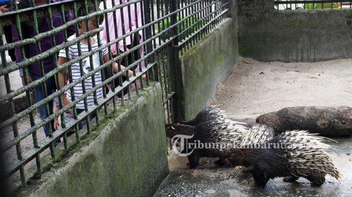 Suasana Kebun Binatang Kasang Kulim beberapa waktu lalu