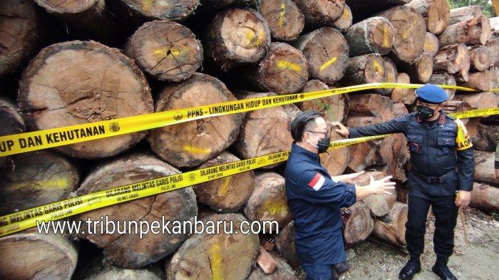 Kayu gelondongan yang berhasil diamankan dari sejumlah tempat pengolahan kayu ilegal oleh Personil KLHK dan Polda Riau. (tribunpekanbaru.com/ Doddy Vladimir)