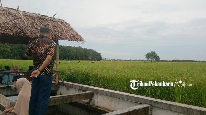 Pengunjung menikmati keindahan persawahan di Agrowista Desa Mentayan. tribunpekanbaruwiki.com/Muhammad Natsir