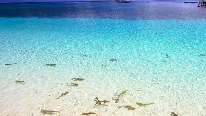 Hiu-hiu kecil di pinggir pantai Pulau Tinabo yang terletak di Taman Nasional Taka Bonerate, Kepulauan Selayar, Sulawesi Selatan.