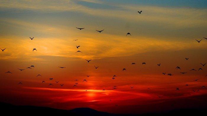 Burung yang melakukan migrasi