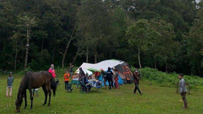 Area camping di Jungle Milk Lembang dengan kuda-kuda yang berkeliaran di sekitarnya.