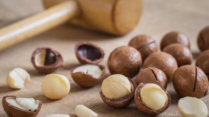 Ilustrasi kacang macadamia.