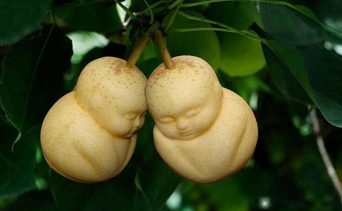 Buah pir mirip bayi