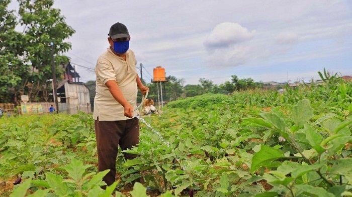 Agrowisata Ecofarm di Kota Tangerang, menjadi alternatif tempat wisata. Beragam jenis tanaman hias dan tanaman produktif tersedia di Ecofarm.