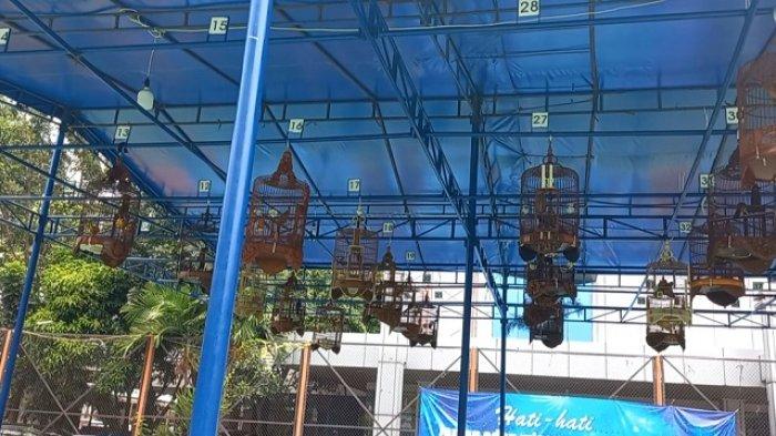 Burung kicau sedang mengikuti kontes di UBL.