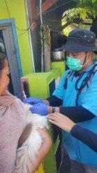 Sudin KPKP Kepulauan Seribu Vaksinasi 144 Kucing di Pulau Harapan