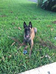 Anjing Terkam Pembantu Rumah Tangga Hingga Tewas, Pemilik yang Diduga Lalai Bisa Dipidana