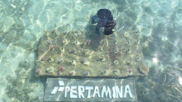 PT Pertamina (Persero) melalui Marketing Operation Region (MOR) III melakukan pelestarian mangrove dan terumbu karang untuk memperkaya keragaman hayati di Pulau Tidung.