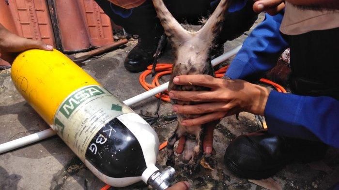 Petugas Gulkarmat Jakarta Barat selamatkan anak kucing yang terperosok ke lubang pompa air di Kembangan Selatan, Kembangan, Jakarta Barat, Sabtu (31/10/2020)