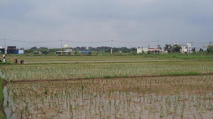 Sawah di Kecamatan Purwasari, Kabupaten Karawang yang baru ditanam padi kembali.