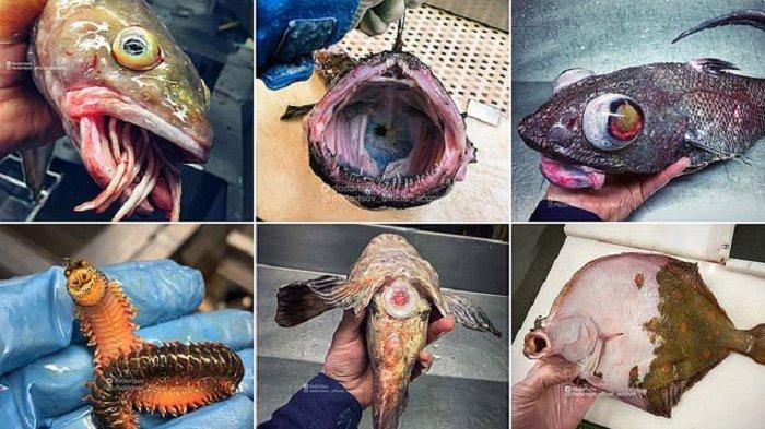 Sejumlah makhluk misterius diduga alien meneror nelayan dan tersangkut di pukat di kedalaman ribuan meter di dasar laut. Para nelayan Norwegia dan Rusia membawa alien itu ke darat.