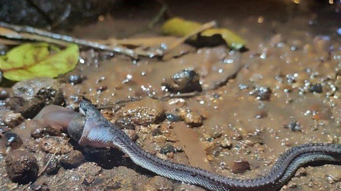 Ular naga jawa (Xenodermus javanicus) ini ditemukan oleh SWR bersama Mahasiswa Fakultas Biologi Universitas Nasional Jakarta