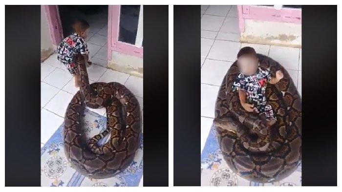 Viral balita bermain ular piton besar